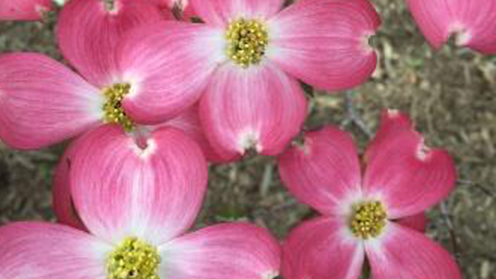 Beauty in Bloom – The Season of Giving is 365